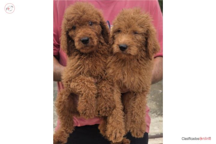Standard Poodle + Goldendoodle = Goldendoodle Puerto Rico