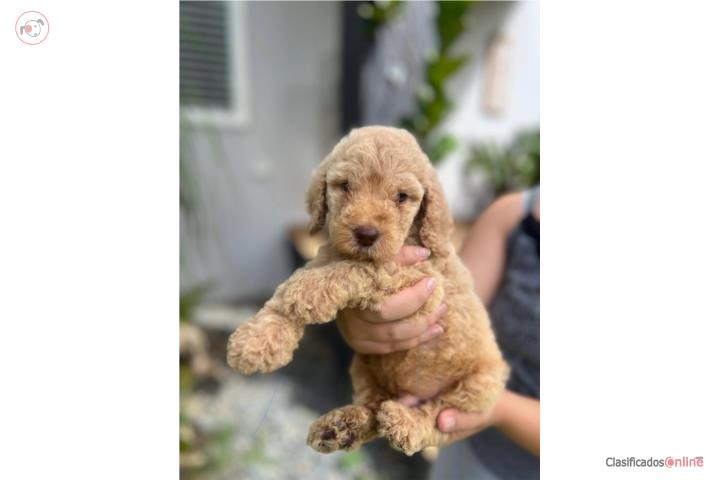 Goldendoodle  Puerto Rico