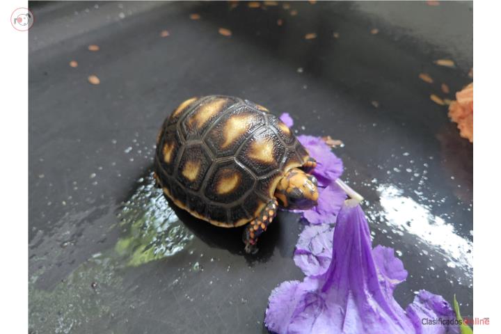 Tortuga Redfoot bebe Puerto Rico