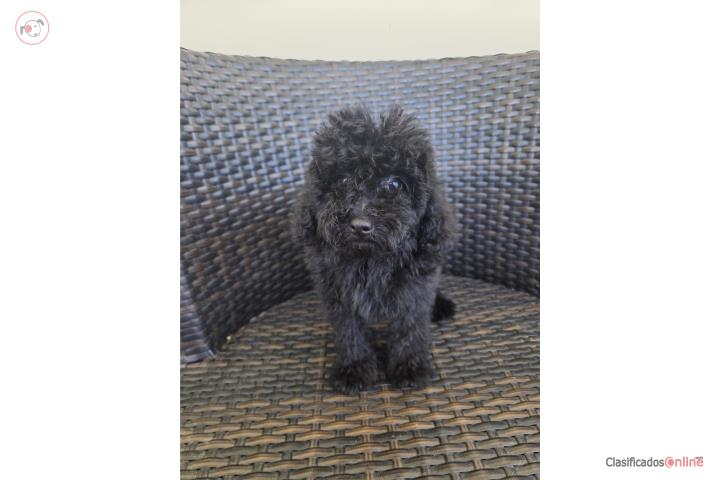 Toy Poodle Machos Papeles AKC  Puerto Rico