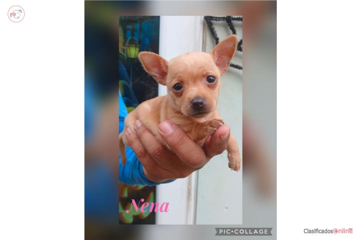 Nena Chihuahua Puerto Rico