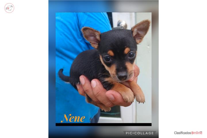 Chihuahua Nene Puerto Rico