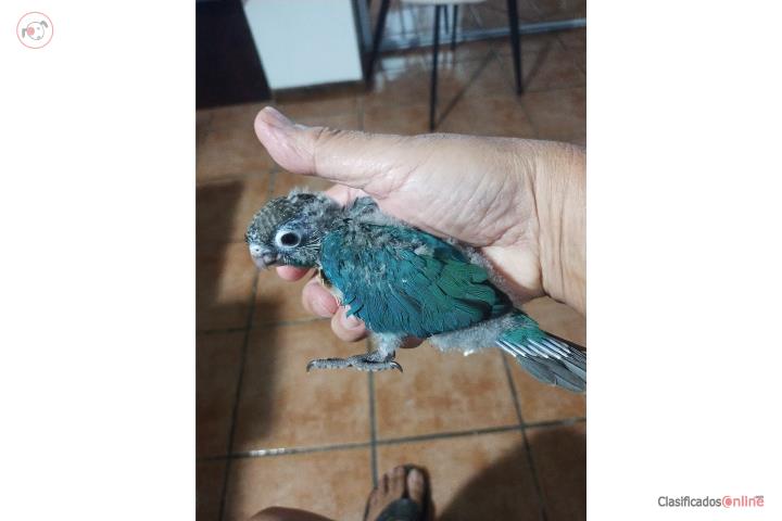 Pichones Green Cheek Turquezas  Puerto Rico