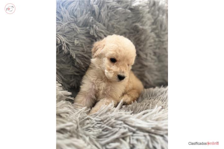 Standard Poodle Puerto Rico