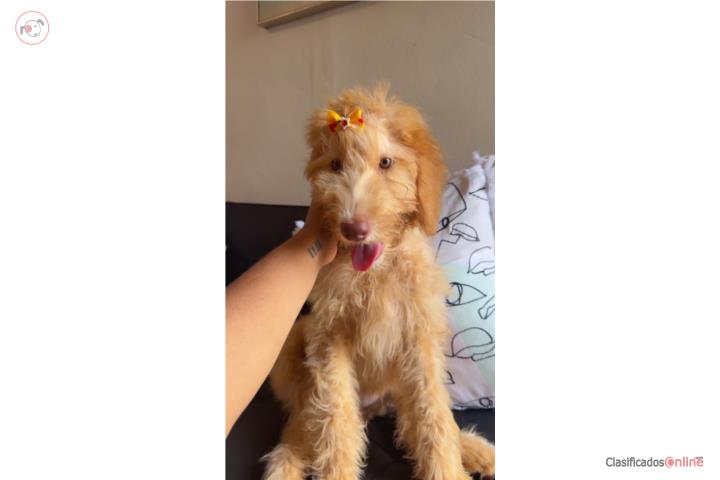 Goldendoodle  Puerto Rico
