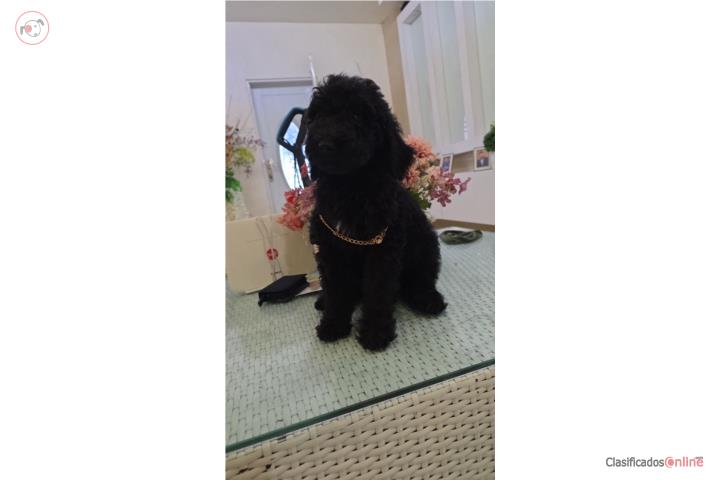 Hermosos goldendoodle negros Puerto Rico