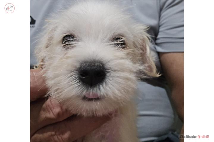 Schnauzer  Puerto Rico