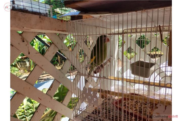 Canary wings Puerto Rico