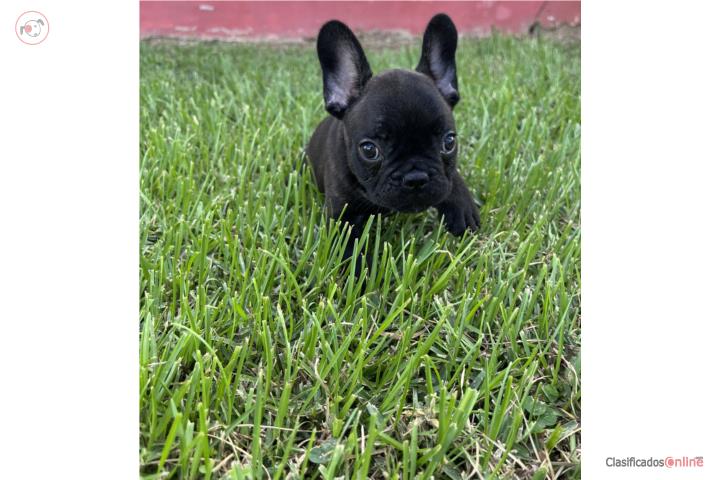 French bulldog Puerto Rico