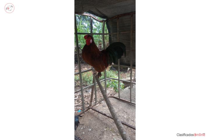 Gallo del país  Puerto Rico
