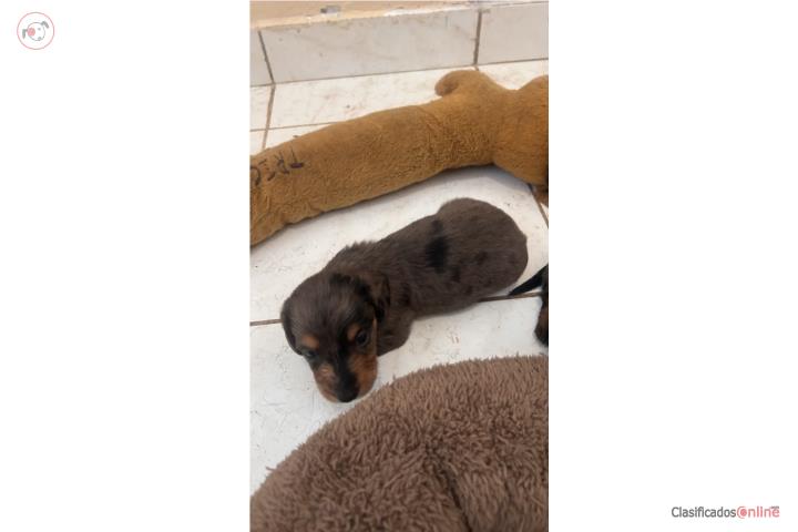 VENDO HERMOSO SALCHICHA MINI DE PELO LARGO Puerto Rico