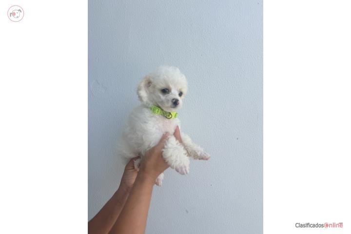 Toy poodle macho Puerto Rico