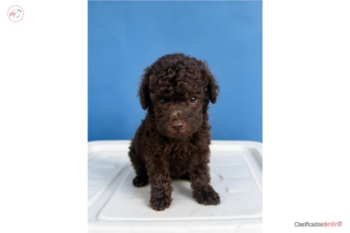 Mini poodle disponible macho  Puerto Rico