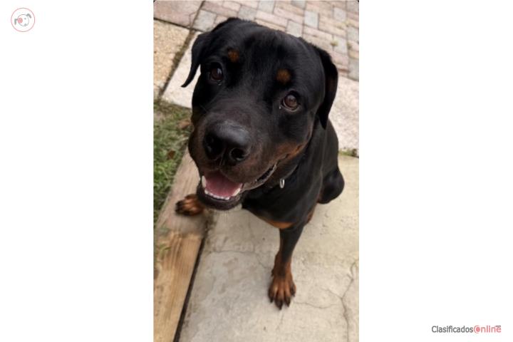 Rottweiler Puerto Rico