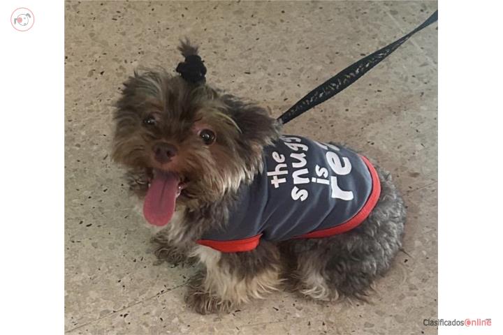 YORKIE MACHO Puerto Rico