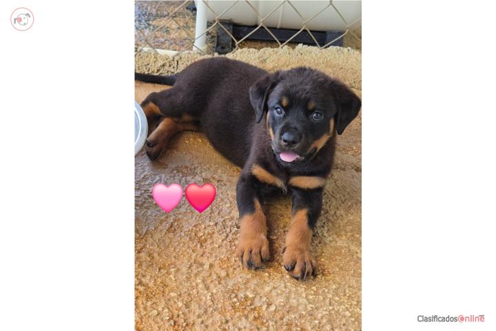 Rottweiler hembras  Puerto Rico
