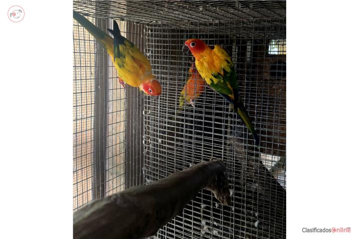 PAREJA DE SUN CONURE   Puerto Rico