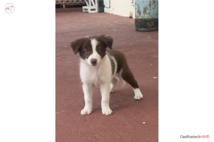 Border Collie Puerto Rico