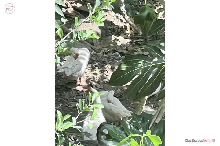 Se vende pareja ganzos  Puerto Rico