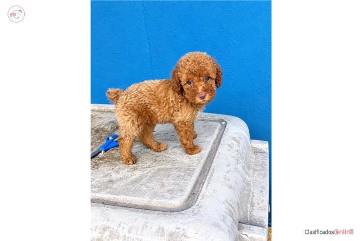 Poodle  Puerto Rico