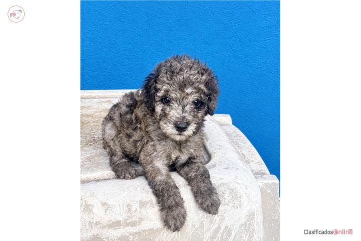 Poodle Puerto Rico