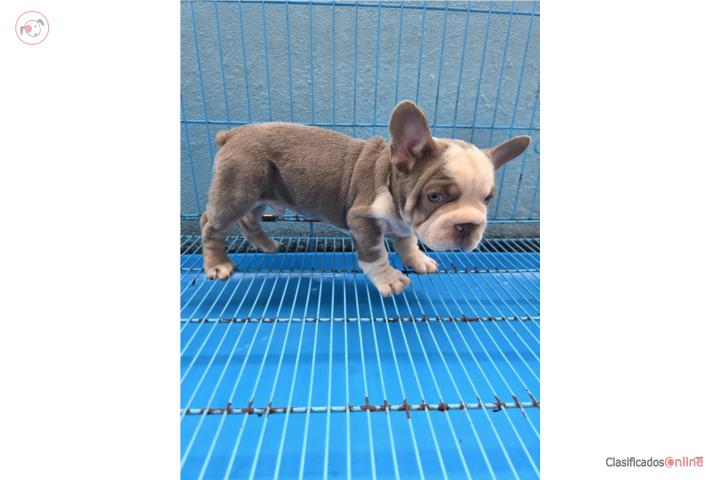 French Bulldog Macho  Puerto Rico