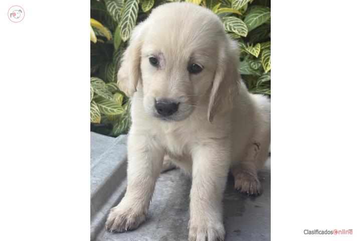 Golden Retriever  Puerto Rico