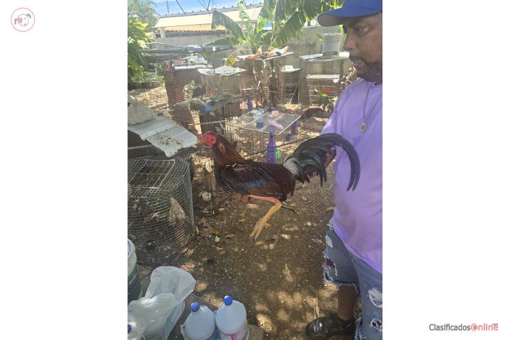 Vendo 4 pollos  Puerto Rico