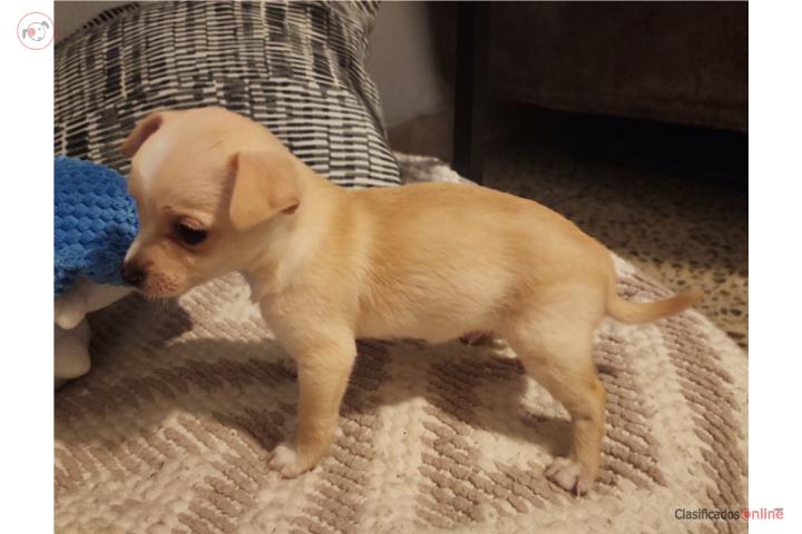 Chihuahua Puerto Rico
