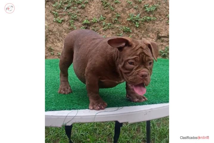 American Bully  Puerto Rico