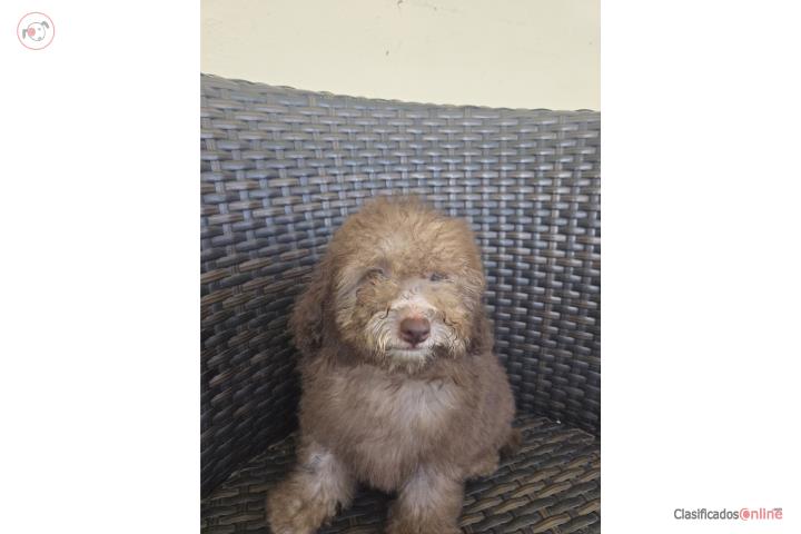 Toy Poodle Hembra PapelesAKC  Puerto Rico