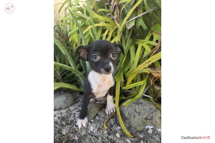 Chihuahua Toy de adulto 3 libras  Puerto Rico