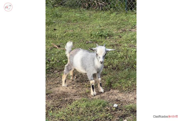 Cabrito enano  Puerto Rico