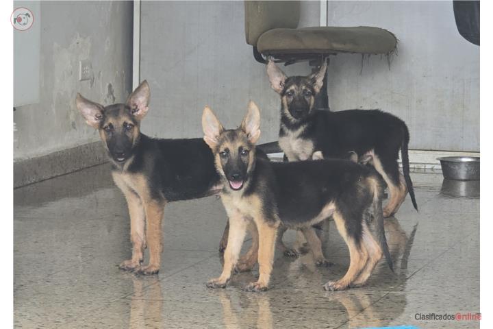 Puppy 3 meses German shepherd   Puerto Rico