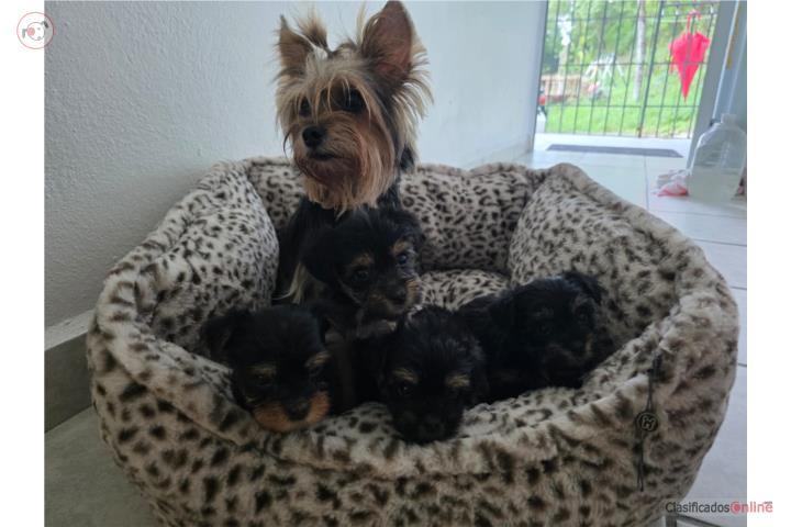 Yorkies Puerto Rico