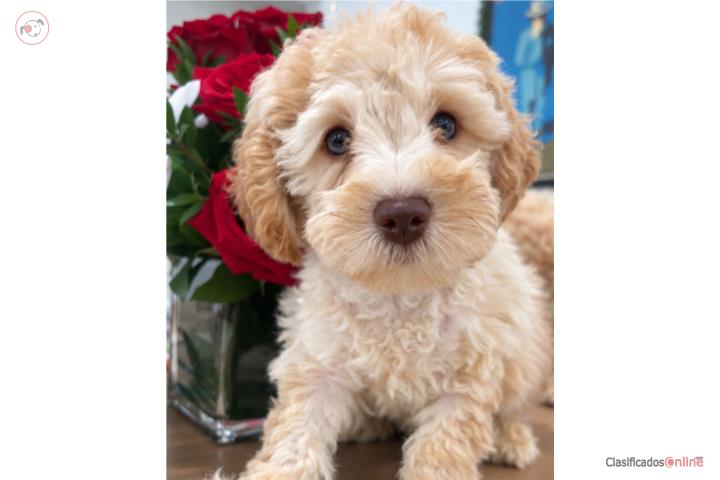 Toy poodle ojos azules Puerto Rico