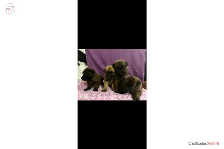 Belga malinois Puerto Rico
