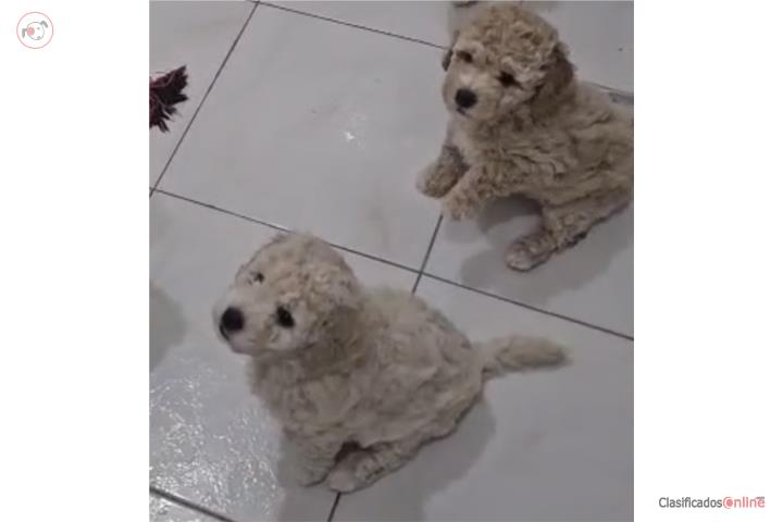 Mini Poodle  Puerto Rico