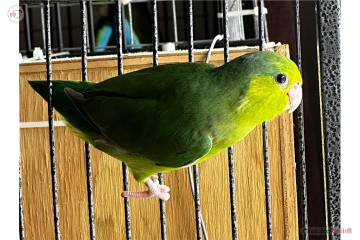 Parrotlet  Puerto Rico