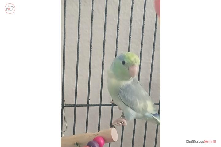 Parrotlet  Puerto Rico