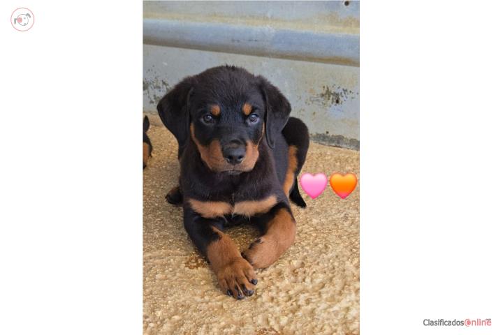 Rottweiler Puppies Hembras Solamente Puerto Rico