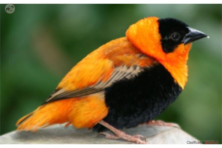 Finches Rabilargo Monjitas Orange Wiber Jaula Puerto Rico