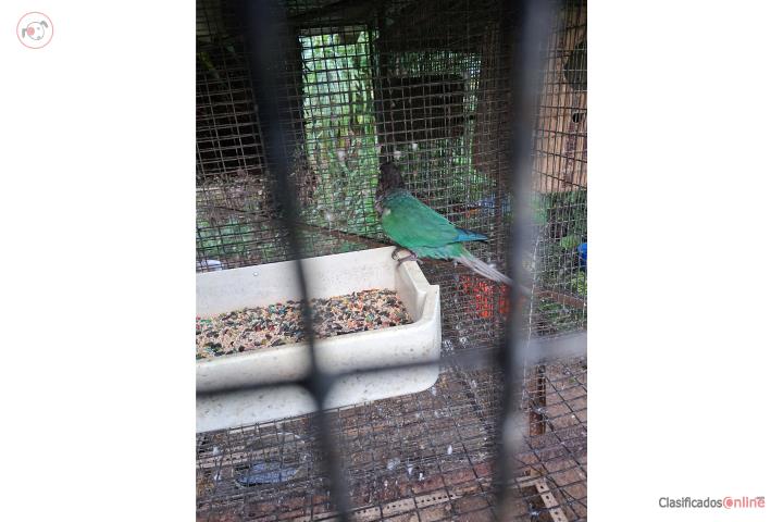 Greencheek turquesa hembra con ADN  Puerto Rico