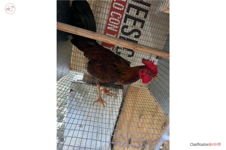 Venta de pollos de pelea bien castados  Puerto Rico