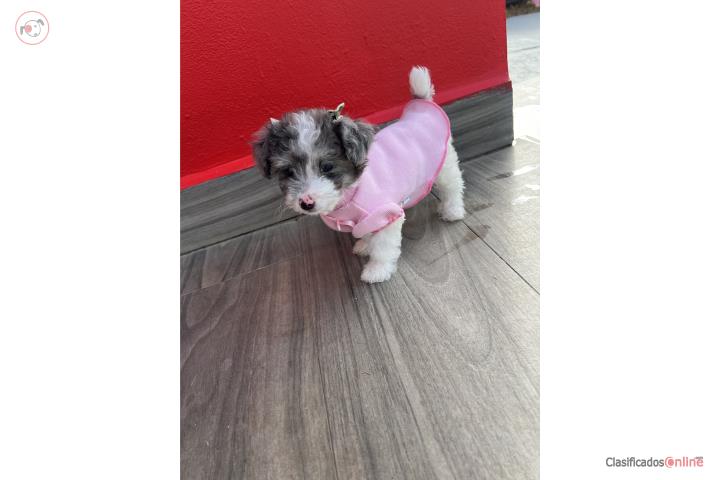 Teacup poodle Puerto Rico
