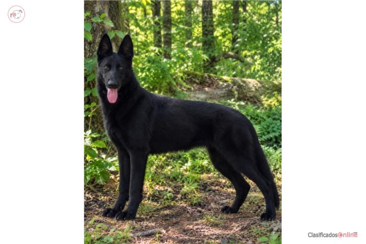 Se vende German shepherd  Puerto Rico