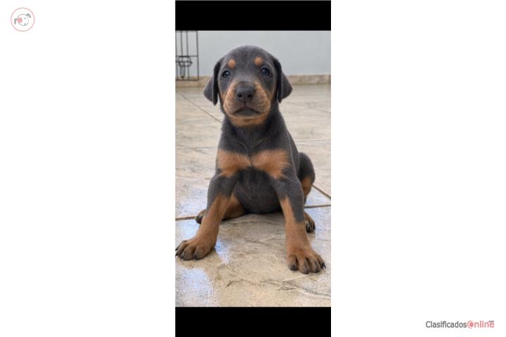 Dobermans de color Charcoal Gray ( Blue) Puerto Rico