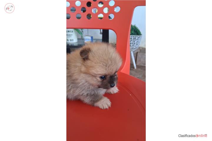 Pomerania macho Puerto Rico