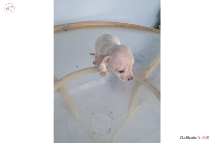 Chihuahua Blanco Cremoso macho Puerto Rico