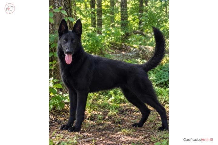 Se vende German shepherd  Puerto Rico